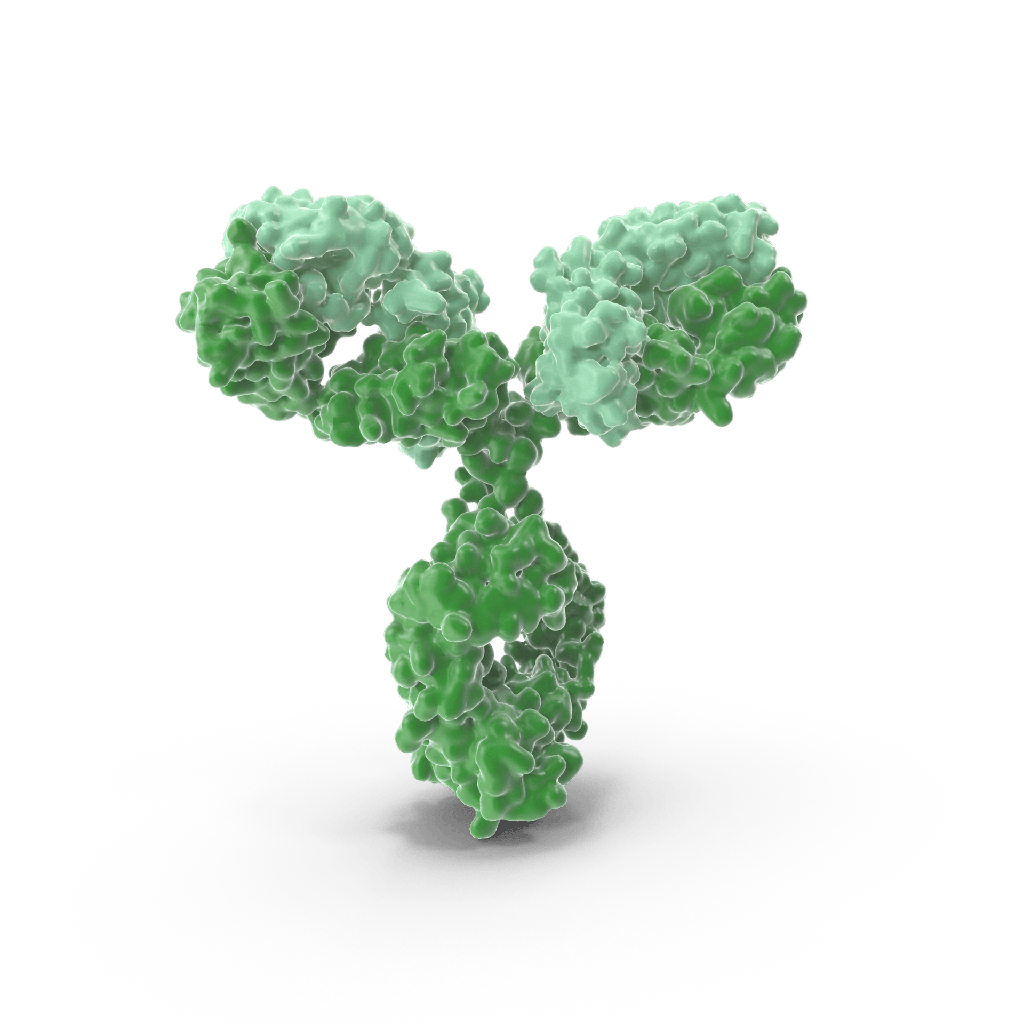 Anti-IgM Chain C Rabbit Polyclonal Antibody - 100 μL